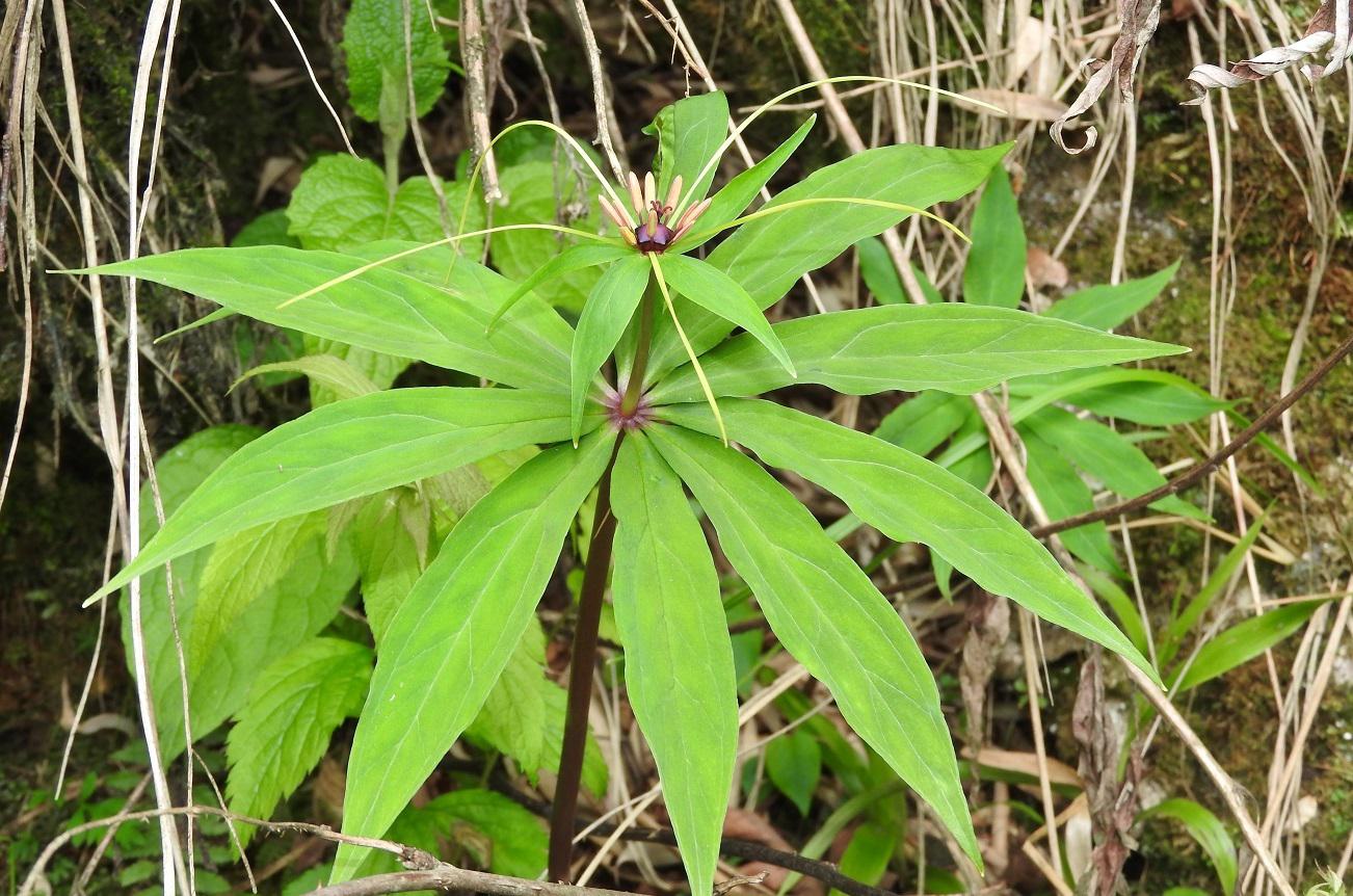 Cây Bảy Lá Một Hoa