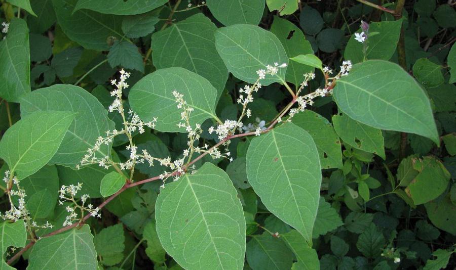 Cây Cốt Khí Củ