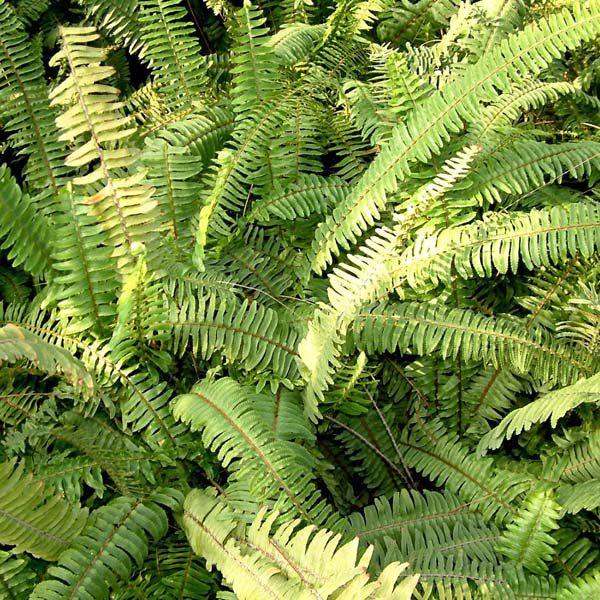 cây cốt toái bổ