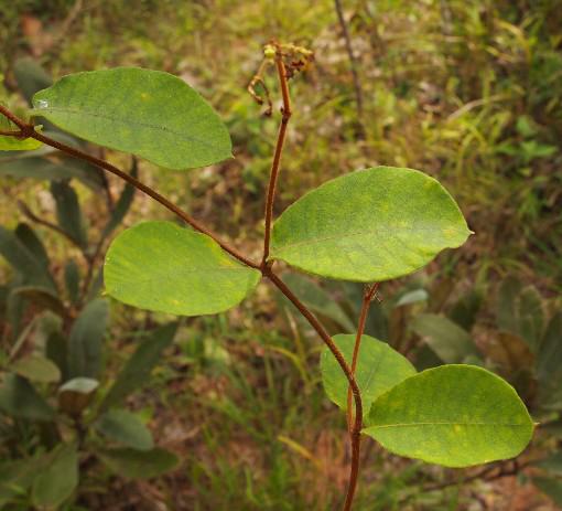 Hà thủ Ô trắng