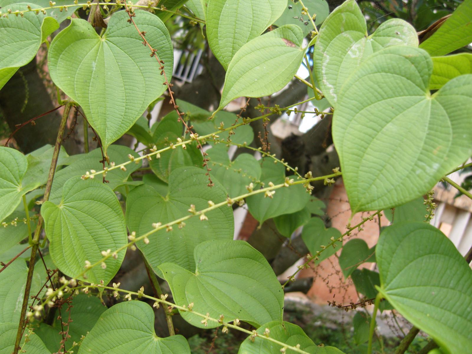 Cây củ Mài