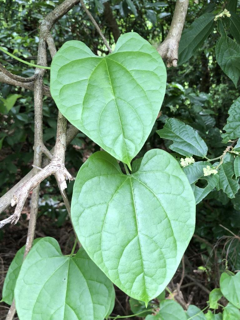 Dây Đau Xương