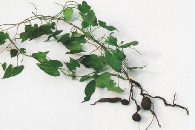 Hà Thủ Ô Đỏ