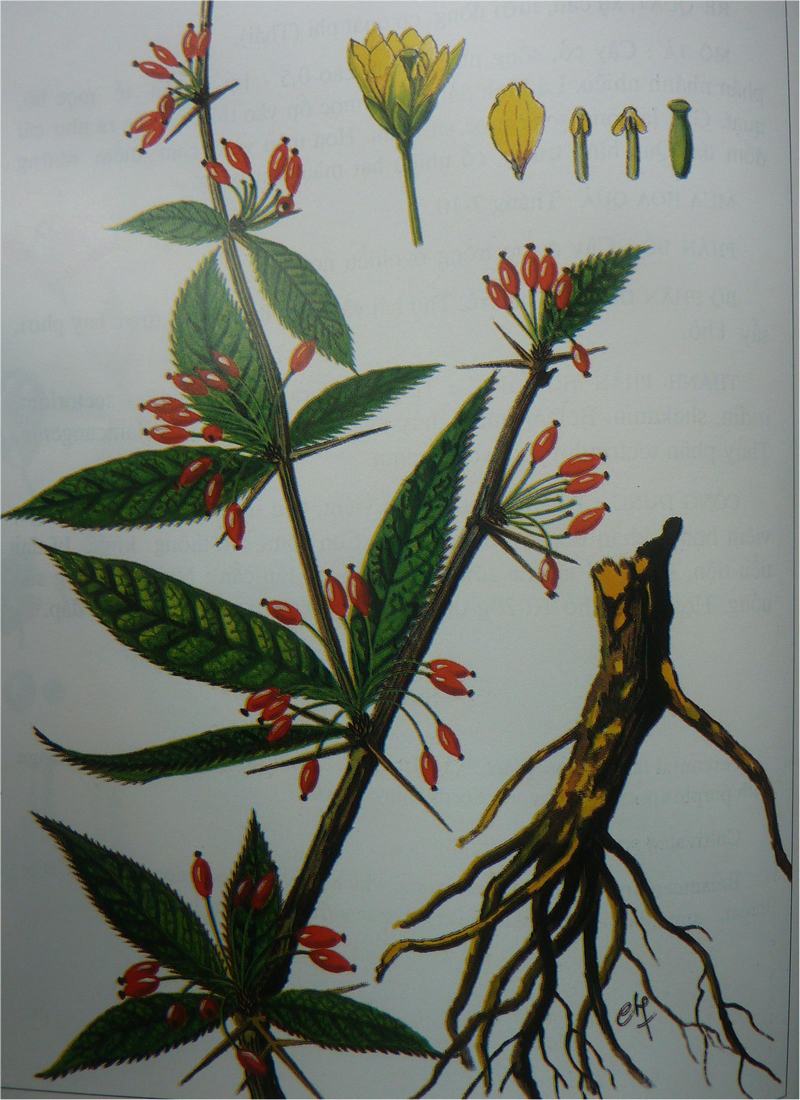 Hoàng Liên Gai