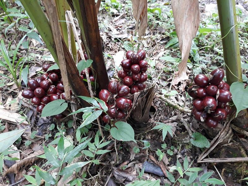 Nghiên cứu giải pháp kỹ thuật nâng cao năng suất và chất lượng Thảo quả (Amomum aromaticum Roxb) ở Lai Châu và một số tỉnh vùng núi phía Bắc