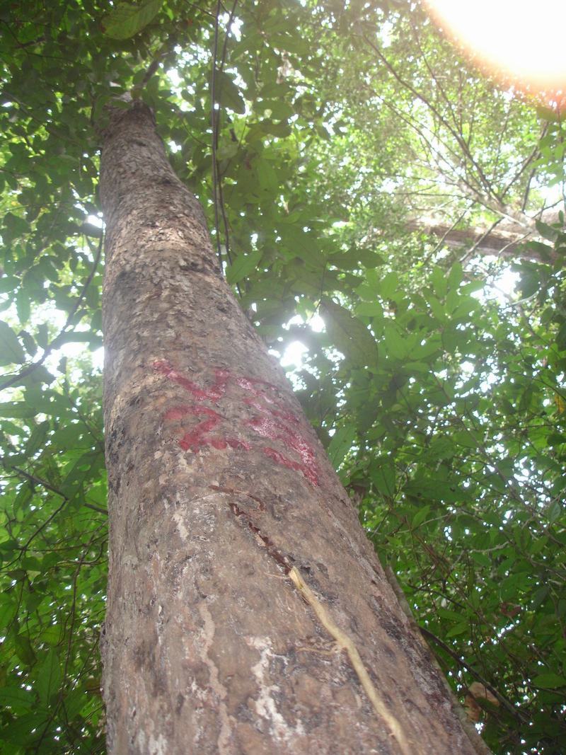 “Nghiên cứu chọn giống và kỹ thuật gây trồng Sơn huyết (Melanorrhoea laccifera Pierre) và Bời lời đỏ (Litsea glutinosa Roxb.) cho vùng Nam Trung Bộ và Tây Nguyên”.