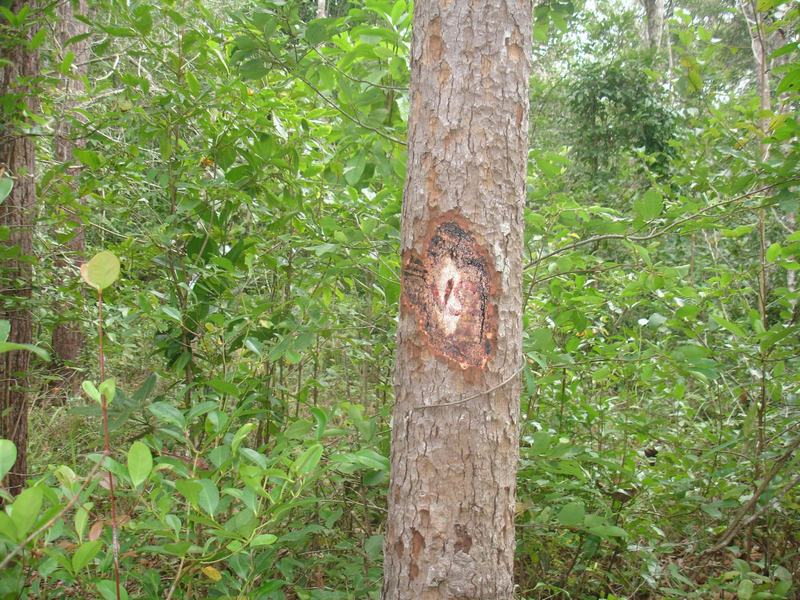 “Nghiên cứu chọn giống và kỹ thuật gây trồng cây Sơn huyết (Melanorrhoea laccifera Pierre) theo hướng lấy nhựa góp phần phát triển kinh tế xã hội vùng Nam Trung Bộ và Tây Nguyên”.