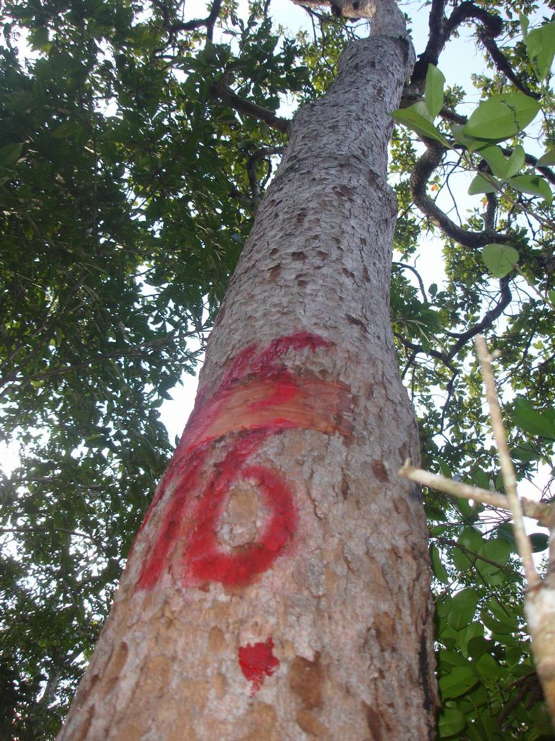 Ảnh hưởng của ánh sáng và thành phần ruột bầu đến sinh trưởng của cây con Sơn huyết (Melanorrhoea laccifera Pierre) trong giai đoạn vườn ươm.