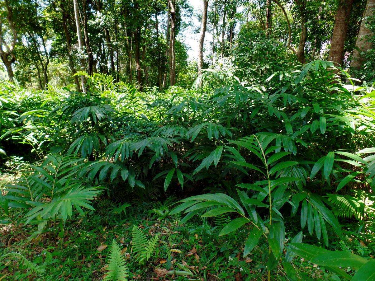 CÔNG NHẬN GIỐNG TIẾN BỘ KỸ THUẬT đối với giống SA NHÂN TÍM XUẤT XỨ SƠN LONG