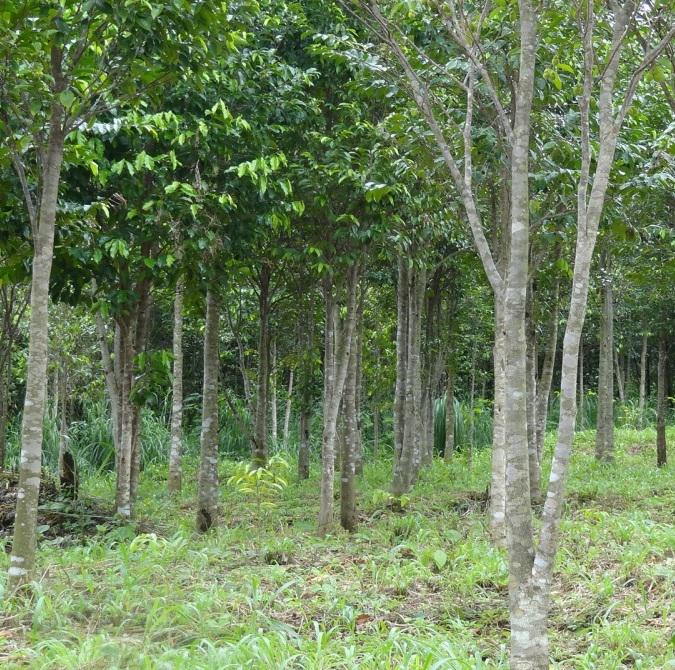 Thực trạng phát triển cây Dó trầm, Trầm hương và tinh dầu Trầm hương ở nước ta hiện nay